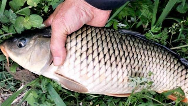 钓浮|钓鲤鱼什么时候可以钓浮？钓鲤鱼钓浮，与其他钓浮又有什么不同？