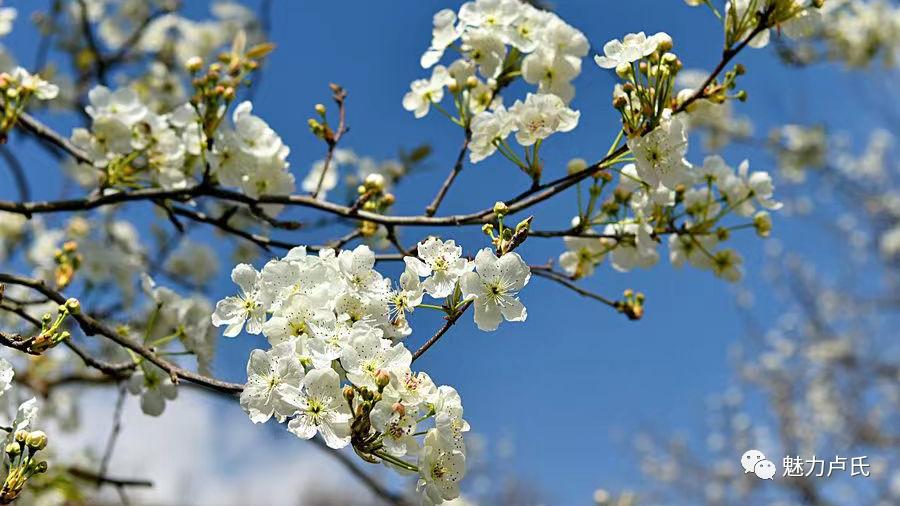 梯田|品文化·玩采摘·乐休闲——带你领略沙河乡村魅力