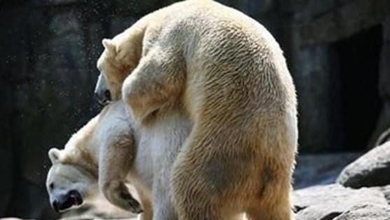 北极熊如何交配，雌性受得了体型比自己大一倍的雄性吗