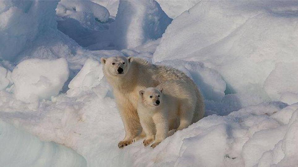 随着气候变化加剧，北极熊同类相食出现罕见的“猖獗”