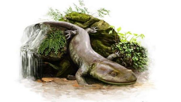 古老的蝾螈在神秘的岩石中隐藏了50年