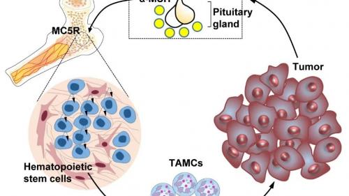 Science｜周荣斌、江维、唐任宏发现介导肿瘤免疫抑制的神经内分泌通路和免疫治疗新靶点