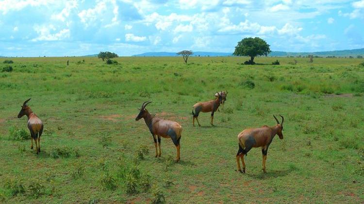 塞伦盖蒂国家公园|世界百大景观之坦桑尼亚的塞伦盖蒂公园（图片）