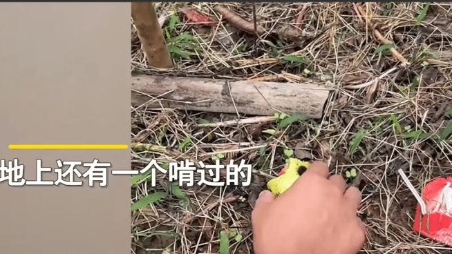 男子花3元钱买了一颗番石榴苗，苦等一年后结出20多个果子