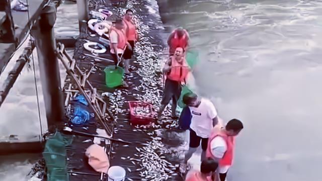 广东一水库开闸放水，一群人在河道里设栅栏抓鱼，网友：太疯狂了