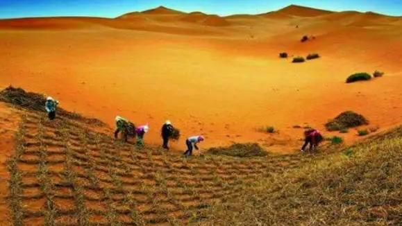 种族天赋！技术领先世界，中国人居然在沙漠里种粮食？