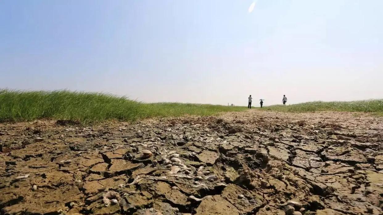 草原|鄱阳湖成了大草原？湖体面积缩水85%，为何还不开发旅游业？