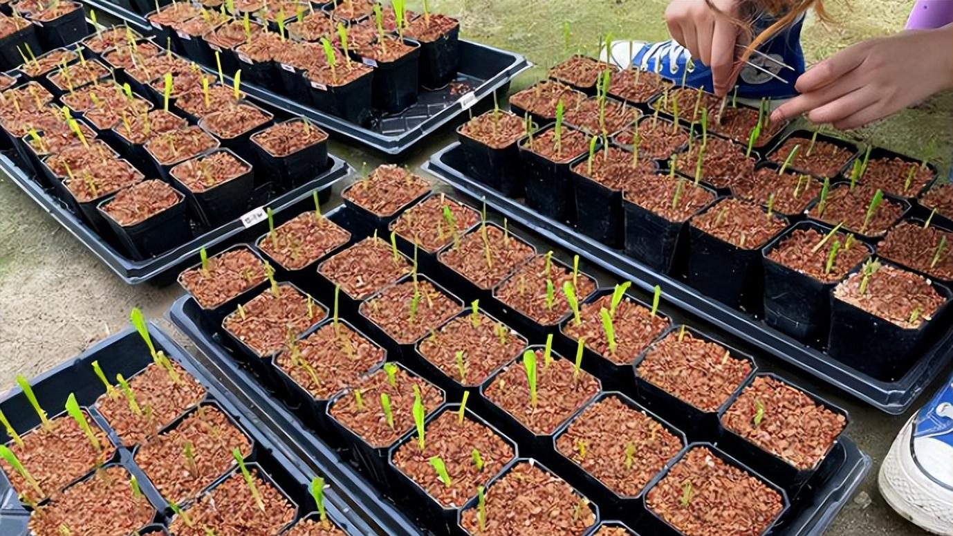 羊驼|农大的“挂科理由”多奇葩？老师也爱莫能助，学生：天道好轮回