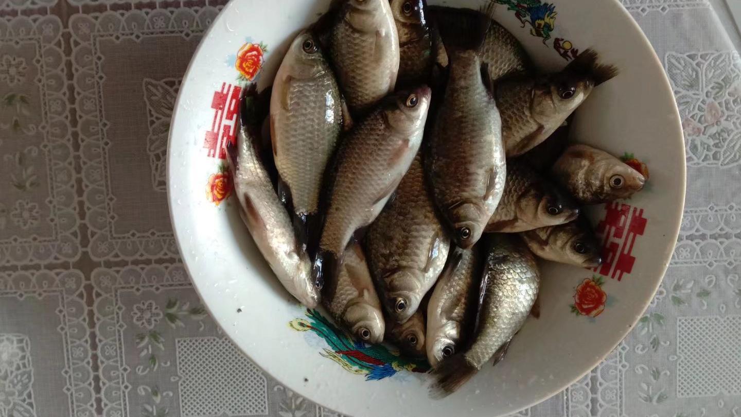 农村见闻|为什么有的乡村垂钓中心没落了？