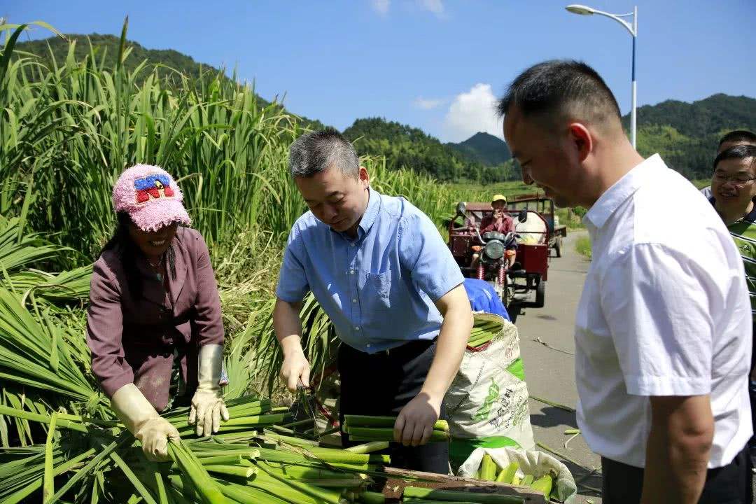 WPS|如何有效在农业管理中应用物联网技术