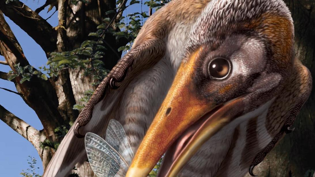 早起的鸟儿有虫吃：新研究发现1.2亿年前的鸟可能吃昆虫而不是鱼
