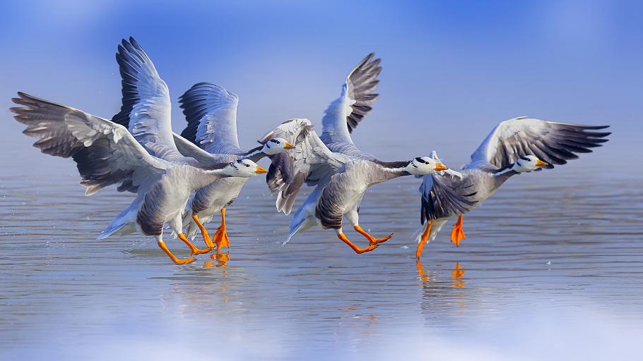 世界上迁徙能力最强的鸟类！