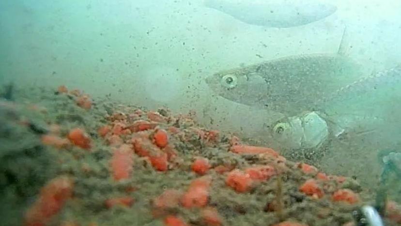 饵料|野钓出现这几种情况，妥妥爆护的节奏，钓鱼人梦寐以求的场景