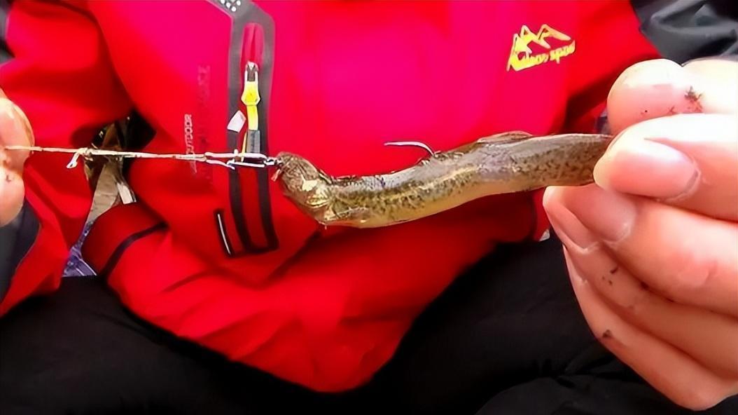 湖南|湖南4名“泥鳅党”被抓，缴获鱤鱼58公斤，为何泥鳅钓鱼屡禁不止