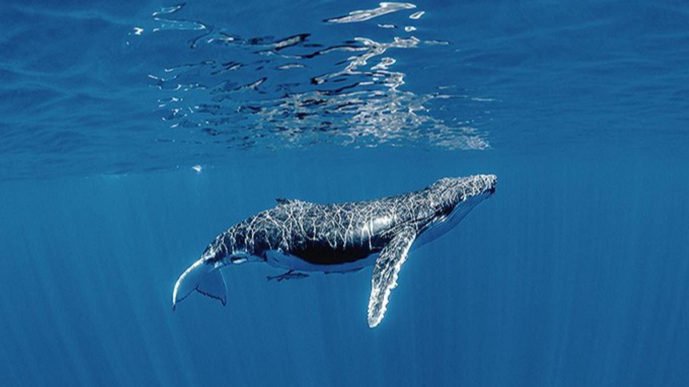 当了5000万年的海洋生物还会被淹死，鲸类进化不出鱼鳃是何原因？