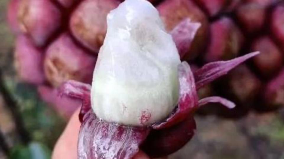 这两种山上的植物，不仅稀有还很珍贵，如果在山上遇到还真是幸运