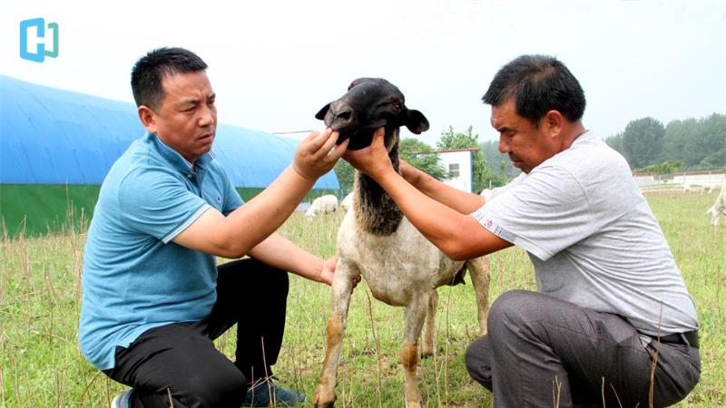 电子商务|动物解剖虚拟仿真系统：以信息技术补足职业教育实习实训环节短板