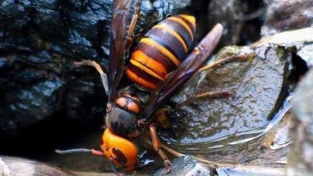 盘点自然界中毒性最大最凶猛的10种蜂类！