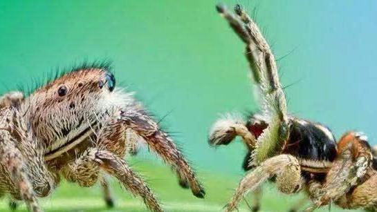 为了避免被“老婆”吃掉，这些公蜘蛛想出了各种神奇操作
