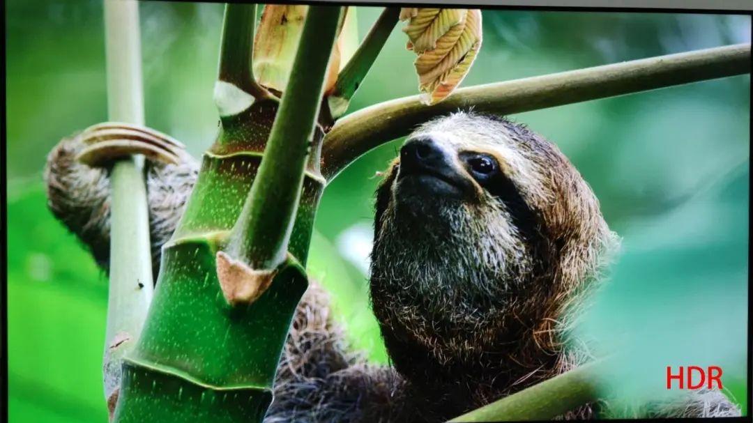 蜂巢|HDR电影应该怎么播放，观看的正确姿势来了