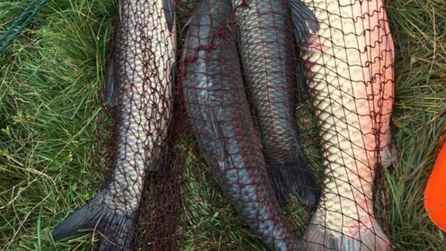 鲅鱼|高温天气钓鱼空军？那是你没抓住这几个重点，尤其是南方钓鱼人