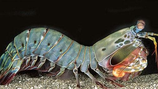 海洋中的食物链，它们是这些生物的“克星”？