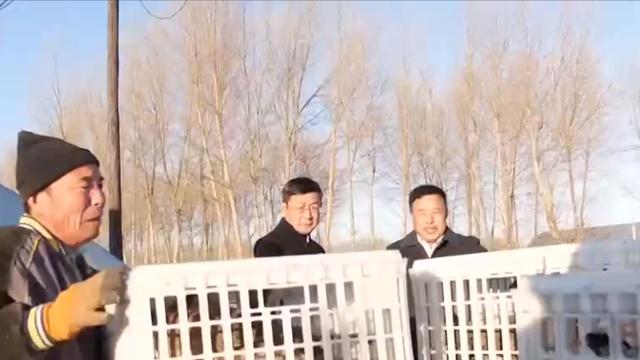 黑龙江男子养会飞的鹅，长大后全被大雁拐跑，半年后飞回来上万只