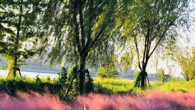 |上海一公园走红，藏于黄浦江适合遛娃赏秋，不要门票还有秋季花海