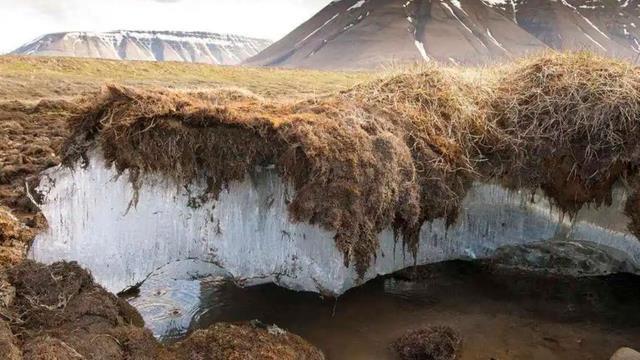 人类正面临危机？加拿大冻土层融化，又发现4万年猛犸象遗骸