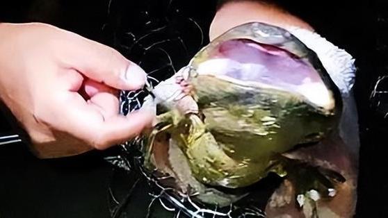 立秋|四川4名男子组团夜钓，意外收获1条四脚鱼，得知身份后赶紧放生