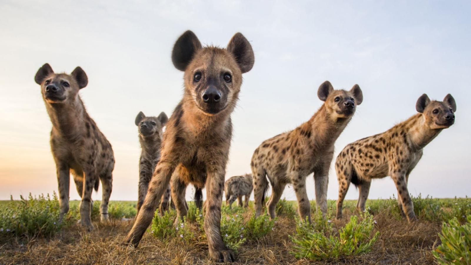 非洲草原的隐形皇帝，鬣狗，如何成为非洲一霸？