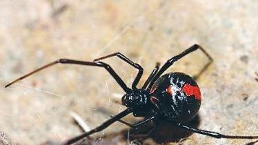 谈“蛛”色变，红背黑寡妇蜘蛛，能够单杀东部拟眼镜蛇的存在
