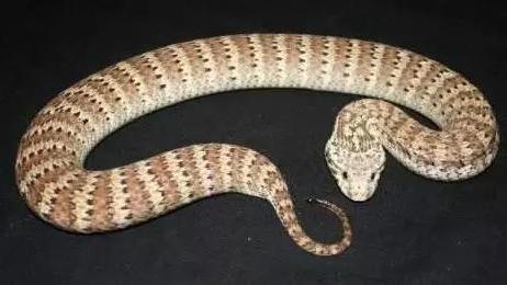 眼镜蛇科的伪装大师，一副蝰蛇样的南棘蛇，却是有名的全村吃饭蛇