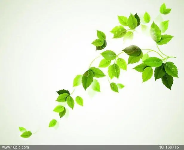 植物|办公室养什么花啊
