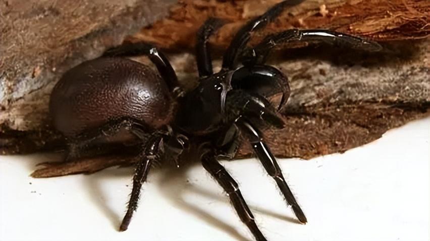 盘点陆地上毒性最强的五种生物，可以杀人于无形之中，你认识几种