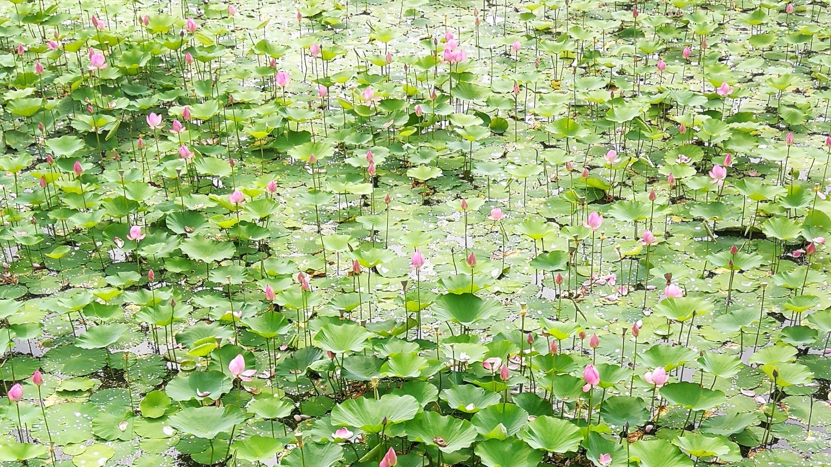 |夏季的荷花水域也是好钓点，钓法在这里