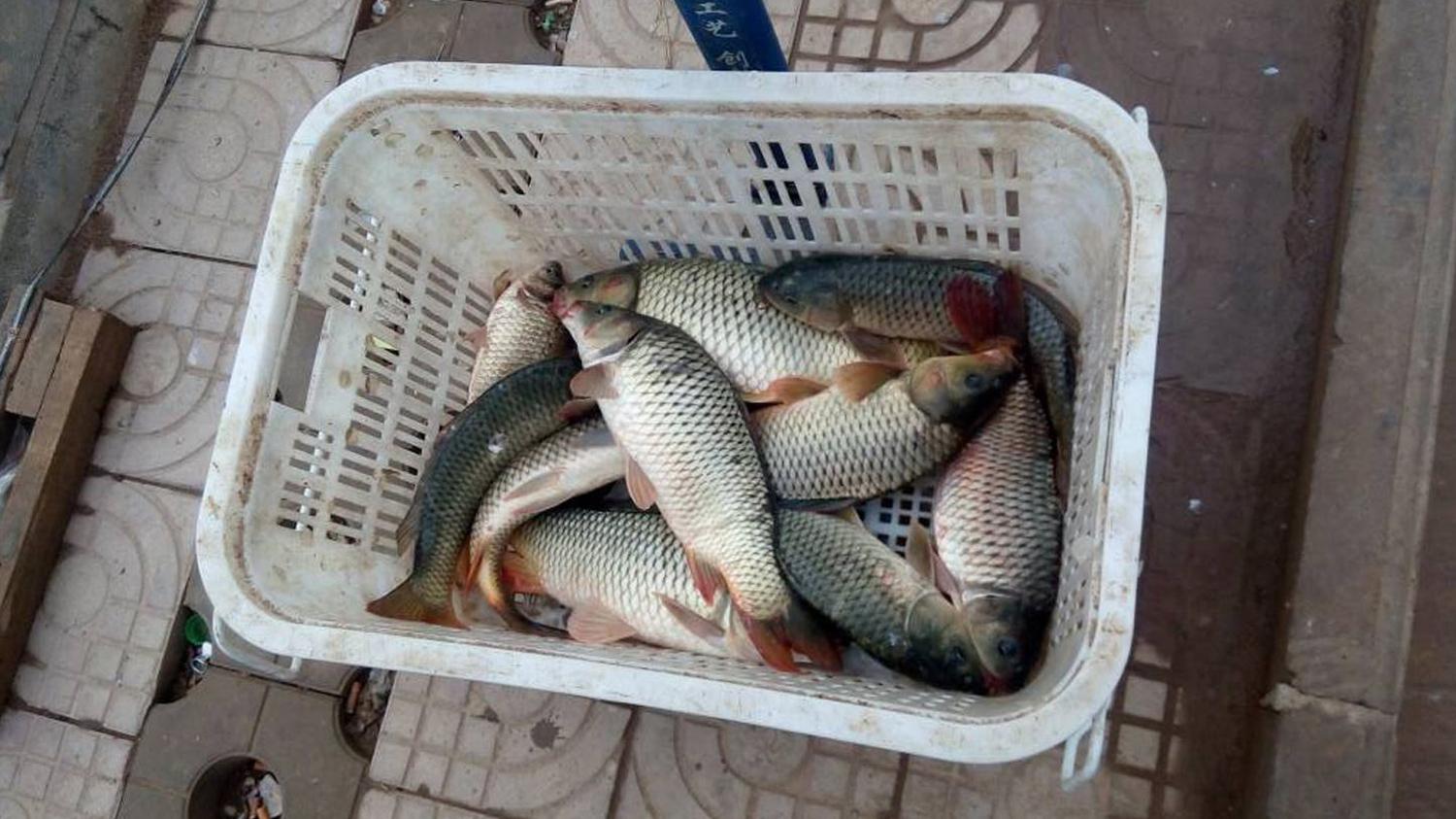 炭酸盖颗粒图片 价格 正品 怎么样 考拉海购
