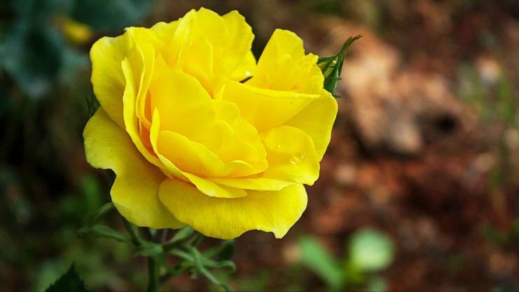 “你凭什么卖掉小叔的婚房”：拎不清的婆婆，成了“罪魁祸首”