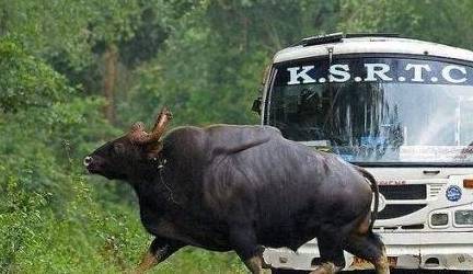 世界上最大的牛，体重可达3000斤，能把孟加拉虎赶跑，我国也有