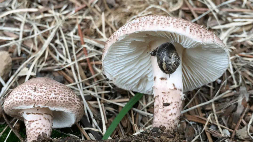 浙江一家四口吃蘑菇中毒，就医晚点就丧命，这些毒蘑菇大家要认识