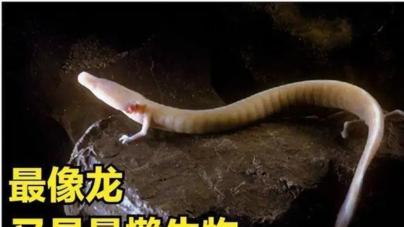 洞螈是一种什么生物？它有何神奇之处？