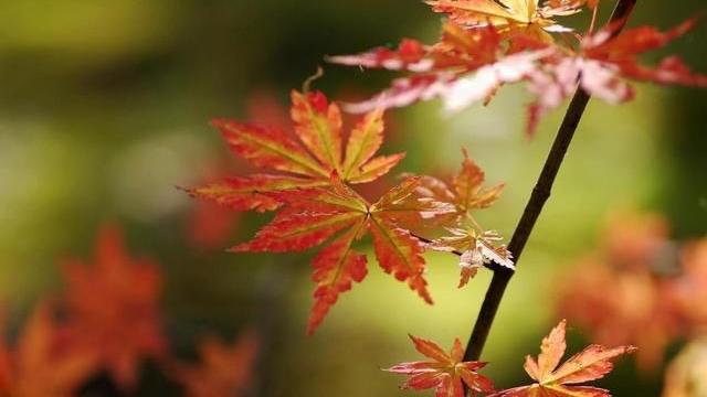 入秋后，“秋老虎”反热，秋燥易上火，多吃这5道菜，润燥又败火