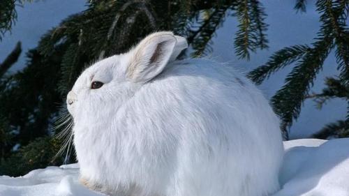 处于食物链底层的兔子，很少被捕食成功不说，这种兔子还定期吃肉