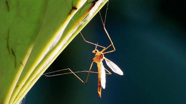 蚊子也有用？如果地球上的蚊子灭绝会有什么严重的后果？