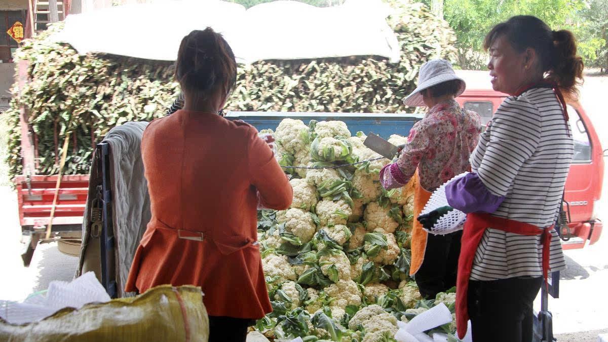 白菜滞销一整车500斤才卖30元，大叔被老婆指责越看越心酸，咋办