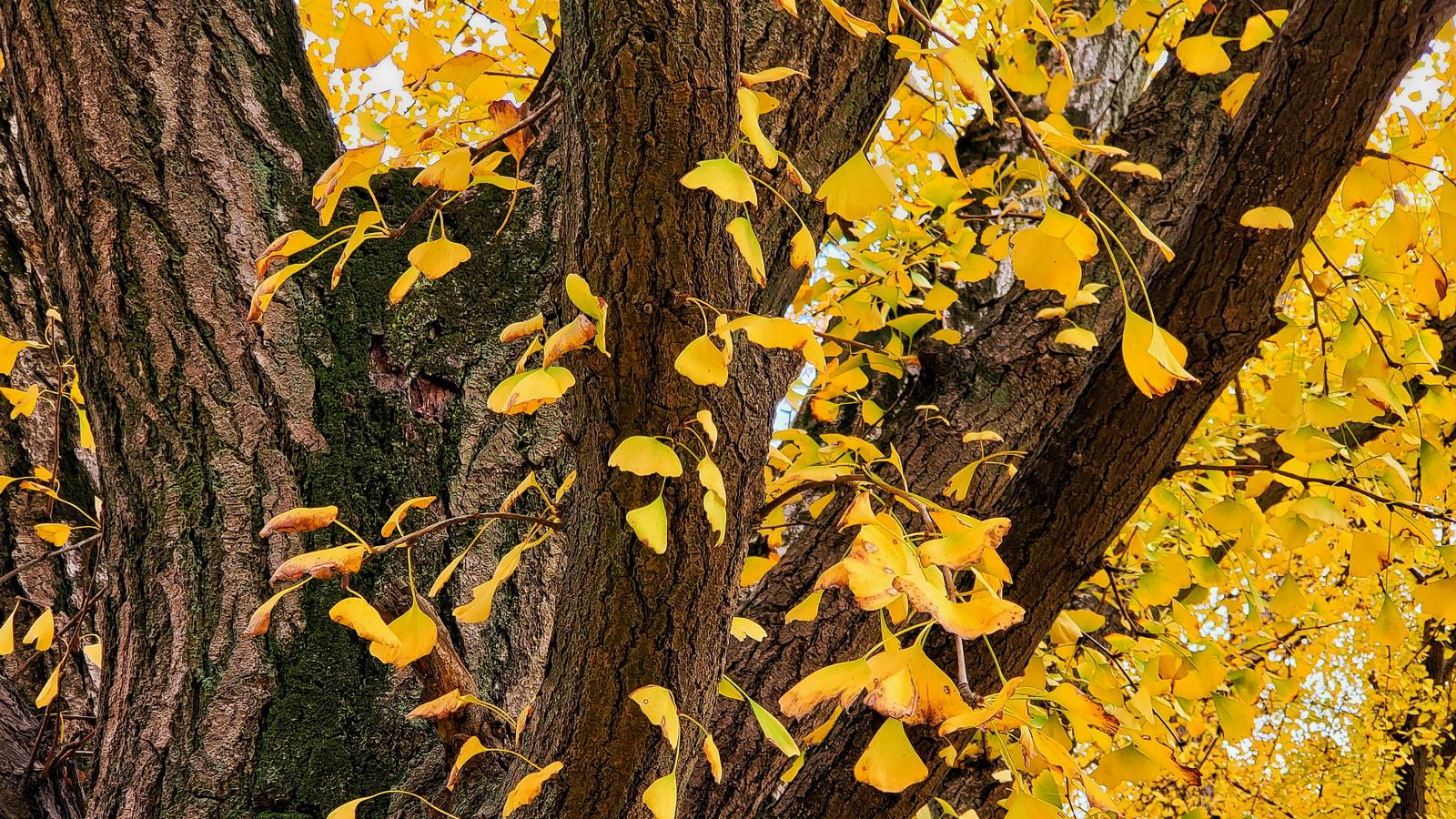 度假区|漫步泰兴古银杏森林公园金果累累 赏心悦目