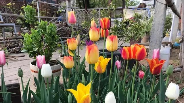 这5种花还养在卧室吗，怪不得“精神”越来越差！