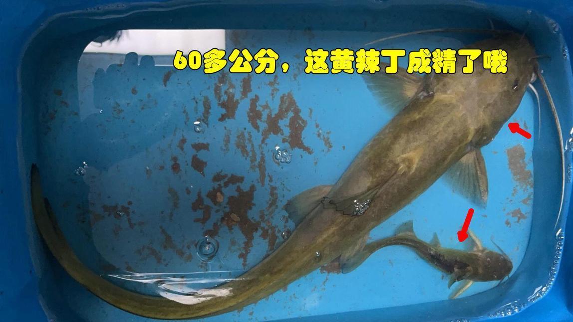 湖北|60公分！湖北钓友钓起“巨型黄辣丁”，附近老头：你不要就给我