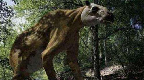 本该灭绝300万年的“驴头狼”，为何又再次出现，它在警告什么