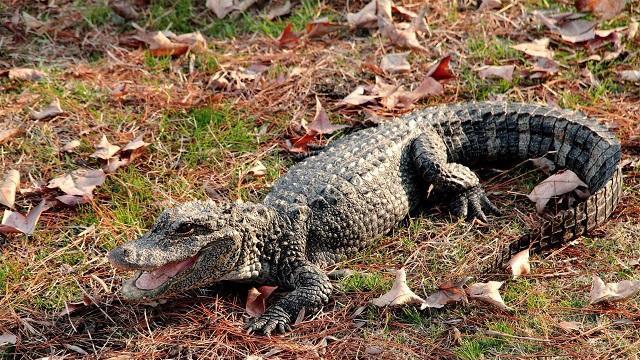 中国特有扬子鳄，三口咬不碎一块雪饼，为啥实力“菜”还被放生？